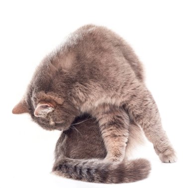 Gri kedi oturur ve bir geri yalıyor