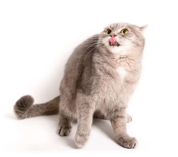 The scared cat has pressed ears and has recoiled back — Stock Photo, Image