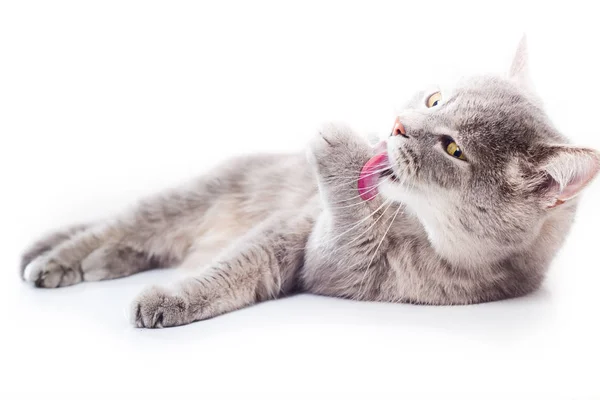 Gri kedi yatıyor ve yıkar. 