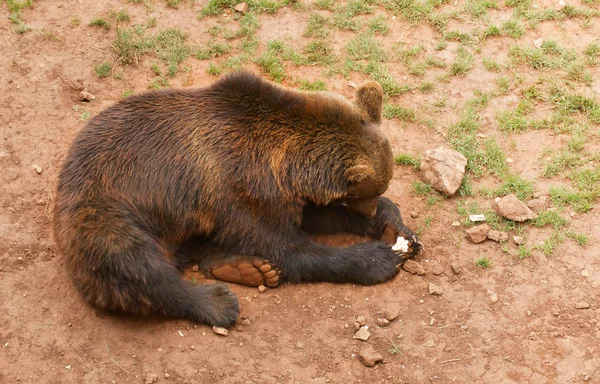 Бурый медведь лежит на земле — стоковое фото