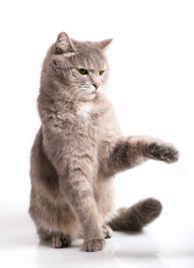 Oturma Gri kedi koruma sağlamak için gidiyordu