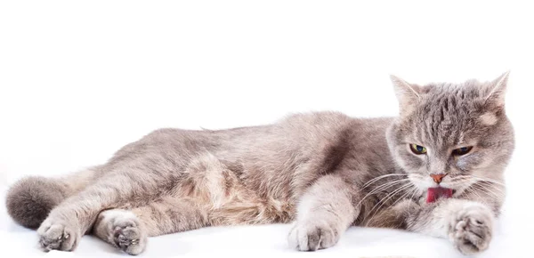Gri kedi yatıyor ve yıkar. 