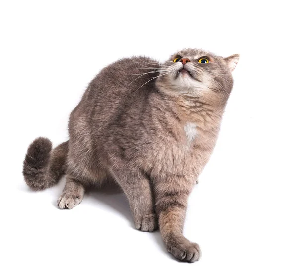The scared cat has pressed ears and has recoiled back — Stock Photo, Image