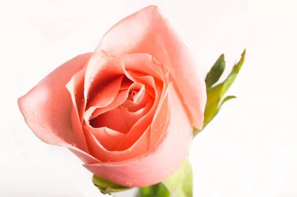 Rosa rosa sobre um fundo branco — Fotografia de Stock