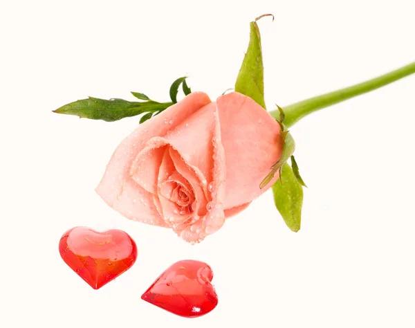 Rosa con gotas de agua y dos corazones cerca — Foto de Stock