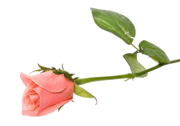 A rosa com baixas de água isola-se no branco — Fotografia de Stock