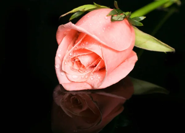 Rosas em um fundo preto com reflexão — Fotografia de Stock