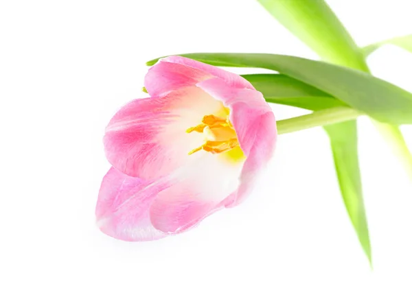 Tulipa rosa em um fundo branco — Fotografia de Stock