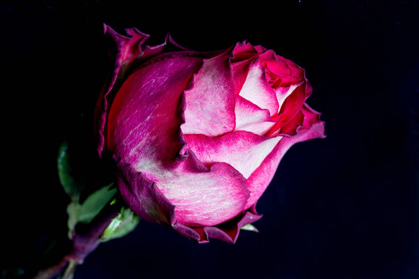 Red-white rose on a black background. Close up, selective focus, free space on the right