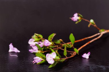 Bir Labrador çay siyah vintage zemin pembe çiçekler