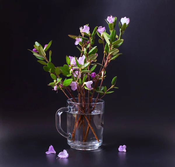 Розовые и сиреневые цветы лабрадорского чая на черном фоне — стоковое фото