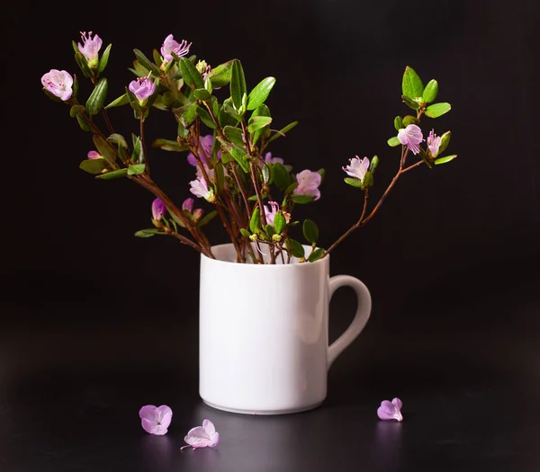 Pink flowers of a Labrador tea on a black background — Stock Photo, Image