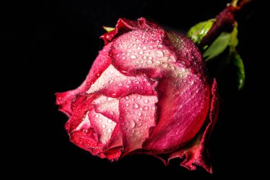 Siyah arkaplanda güller 