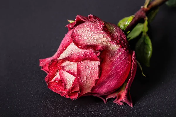 Красно-белая роза с капельками воды на черном фоне — стоковое фото