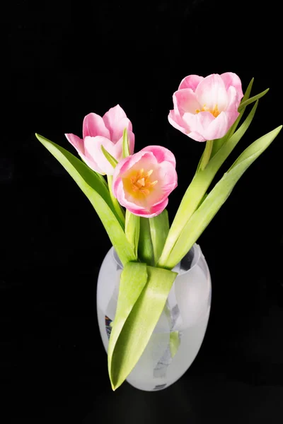 Pink tulips on black