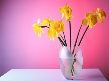 Cam Vazoda beyaz bir tablo narcissuses.