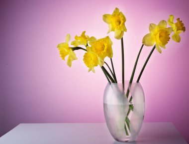 Cam Vazoda beyaz bir tablo narcissuses.