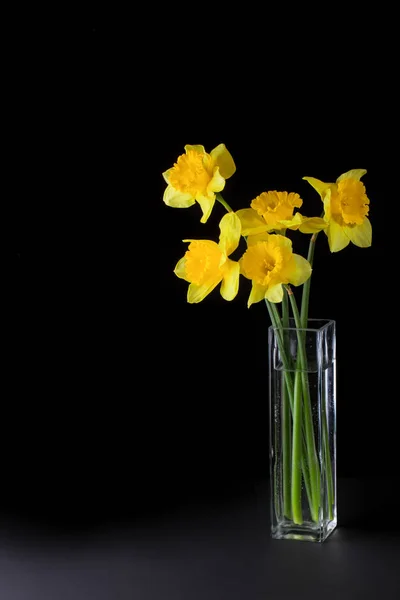 Yellow flowers on a black background — Stock Photo, Image