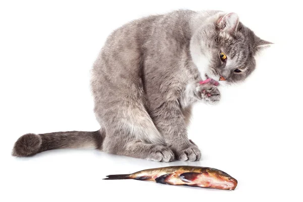 Kedi ve beyaz bir arka plan üzerinde balık