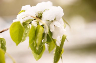 Şu yeni gelişen ağaç bahar kar