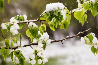 Şu yeni gelişen ağaç bahar kar