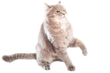 Oturma Gri kedi koruma sağlamak için gidiyordu