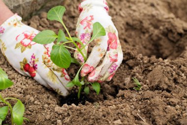 Fide kişinin elinde bir bitki