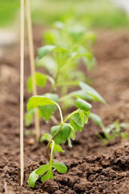 Genç bitkiler bir dizi Dünya'ya dikti