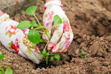 Fide kişinin elinde bir bitki