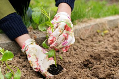 Fide kişinin elinde bir bitki