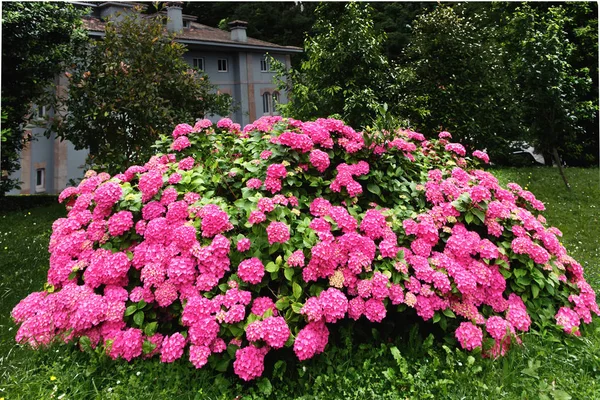 Большой куст розовой гортензии в саду . — стоковое фото