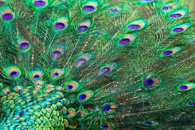 Mavi-yeşil tüyleri, tavus kuşu parçası