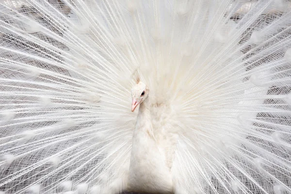 White peacock with the opened tail