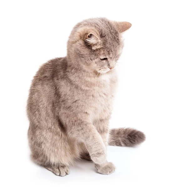 El gato gris se sienta, habiendo levantado la frente —  Fotos de Stock