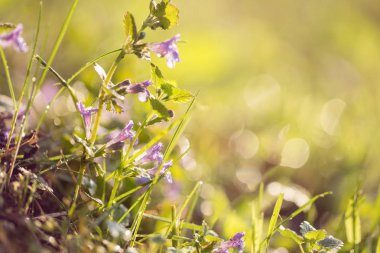 Bir takas bahar çiçekleri
