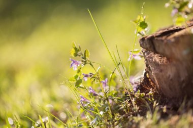 Bir takas bahar çiçekleri