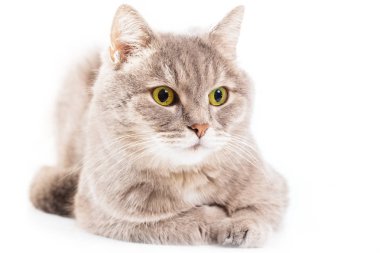 Gri kedi düşük oturdu, yuvalanmış ve bir kenara görünüyor