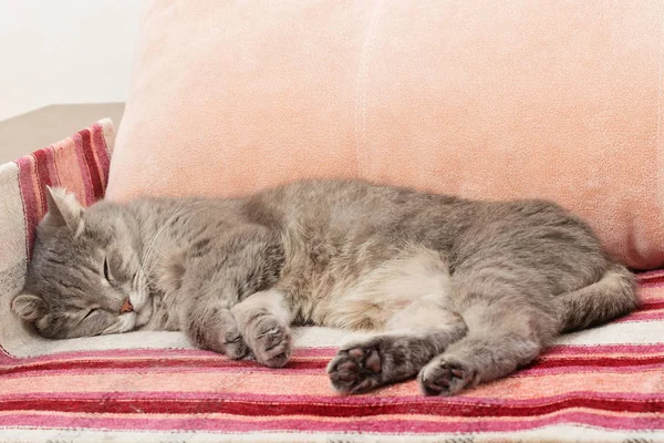 The gray cat sleeps in a chair.