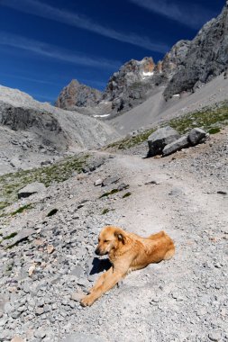 Kırmızı köpek taşlı dağ yolda yatıyor. 