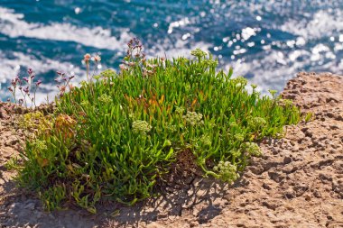 Deniz okyanus kenarı yeşil bitkiler