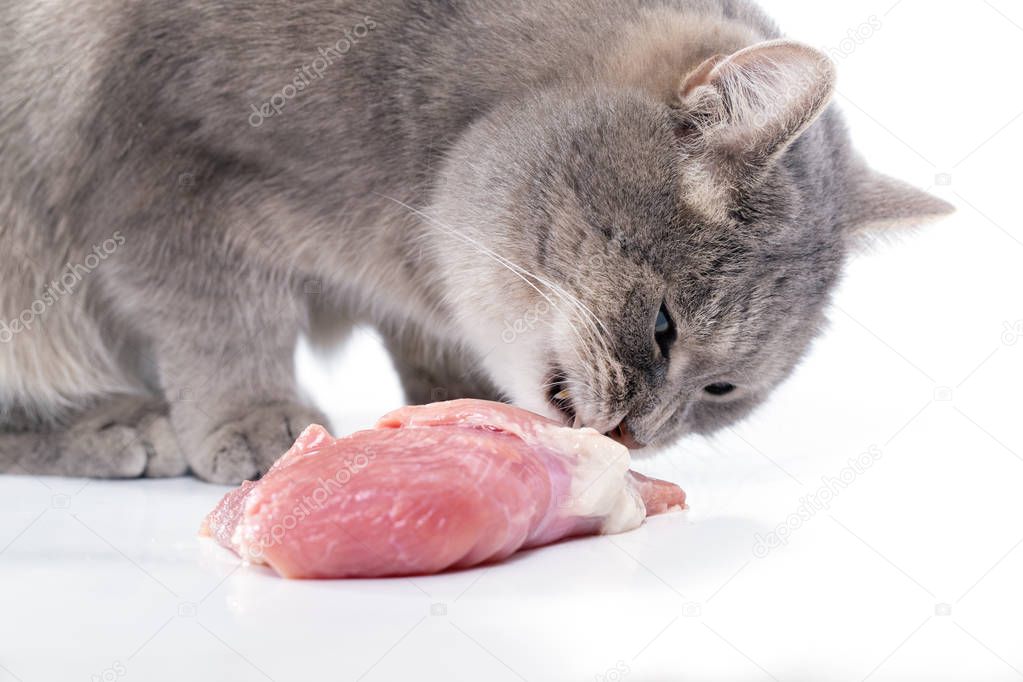 The cat eats crude meat