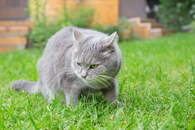 bir çim üzerinde kedi