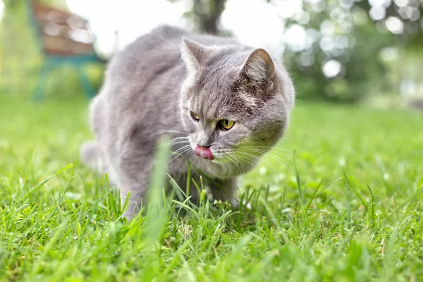 Katze leckt Lippen auf dem Rasen — Stockfoto