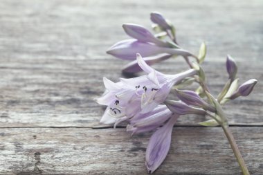 Gri bir tahta üzerinde hassas Lila çiçek
