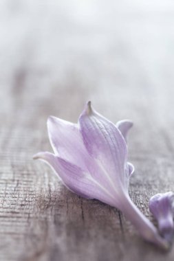 Gri bir tahta üzerinde hassas Lila çiçek