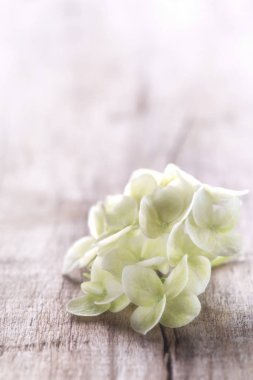 Ortanca çiçek bir tahta üzerinde