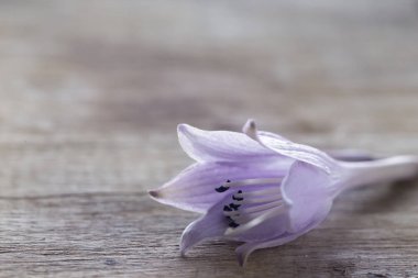 Gri bir tahta üzerinde hassas Lila çiçek