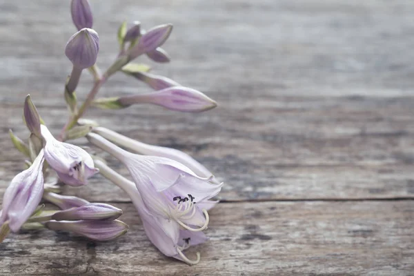 Delicada flor de lila en un tablero gris —  Fotos de Stock