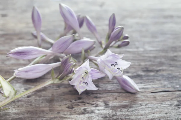 Delicate lilac flower on a gray board — Stock Photo, Image