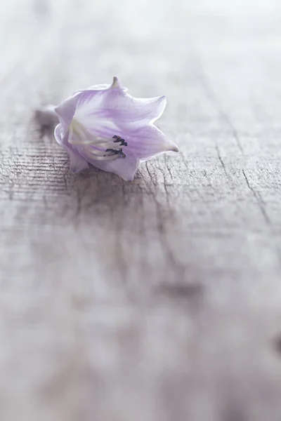 Delicada flor de lila en un tablero gris —  Fotos de Stock